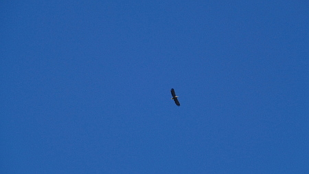 seeadler himmel