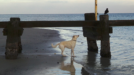 timmi strand kraehe auf badesteg